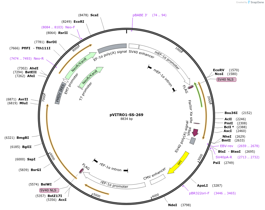 68771-plasmid-map-sequence-id-128828