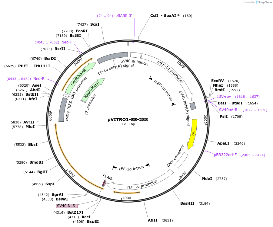 68788-plasmid-map-sequence-id-128833