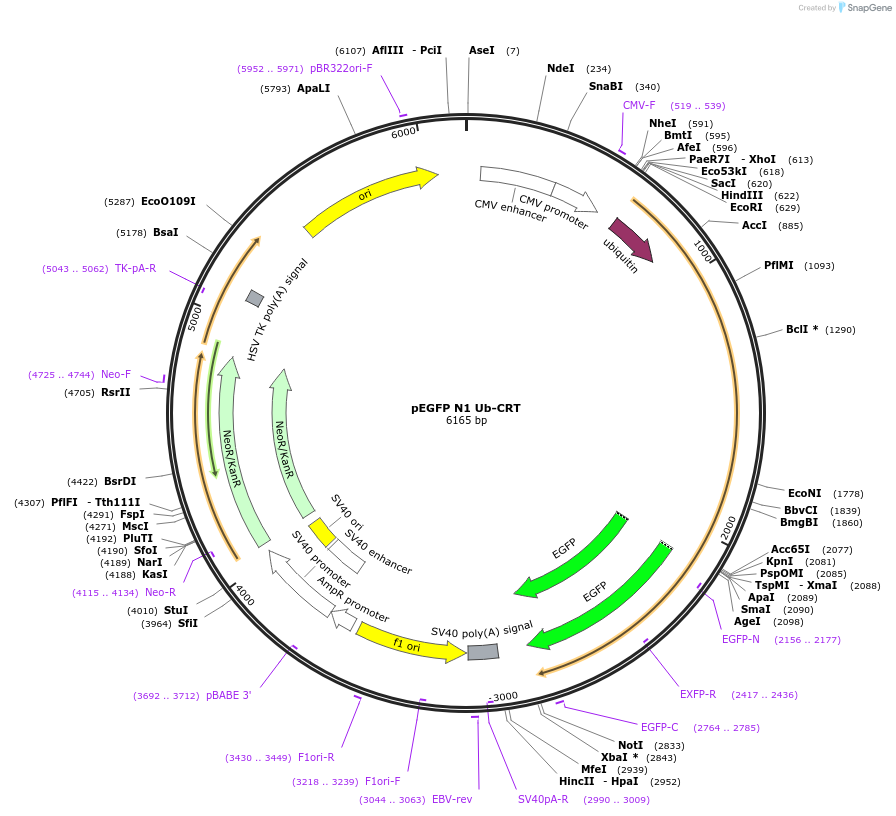 69619-plasmid-map-sequence-id-128872