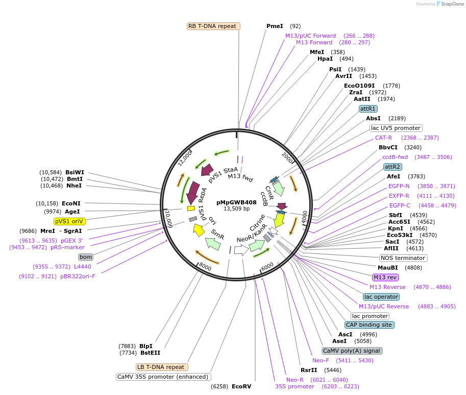 68673-plasmid-map-sequence-id-128880