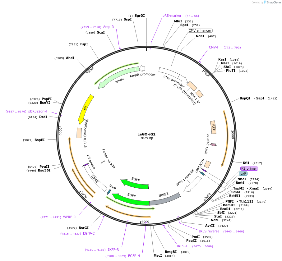 27341-plasmid-map-sequence-id-12889