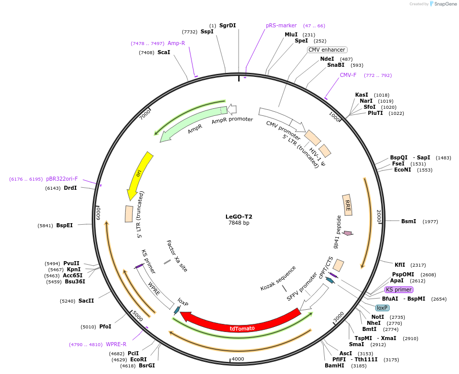 27342-plasmid-map-sequence-id-12891