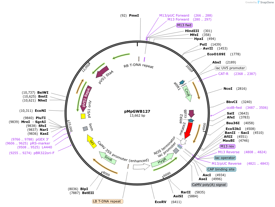 68581-plasmid-map-sequence-id-128913