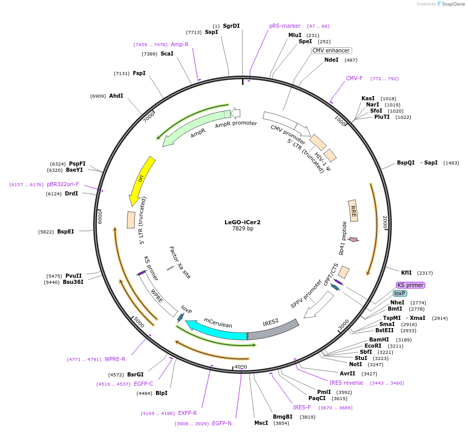 27346-plasmid-map-sequence-id-12893