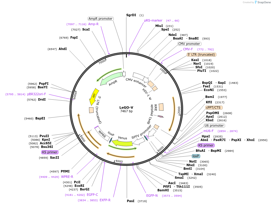 27350-plasmid-map-sequence-id-12897