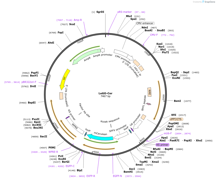 27351-plasmid-map-sequence-id-12898