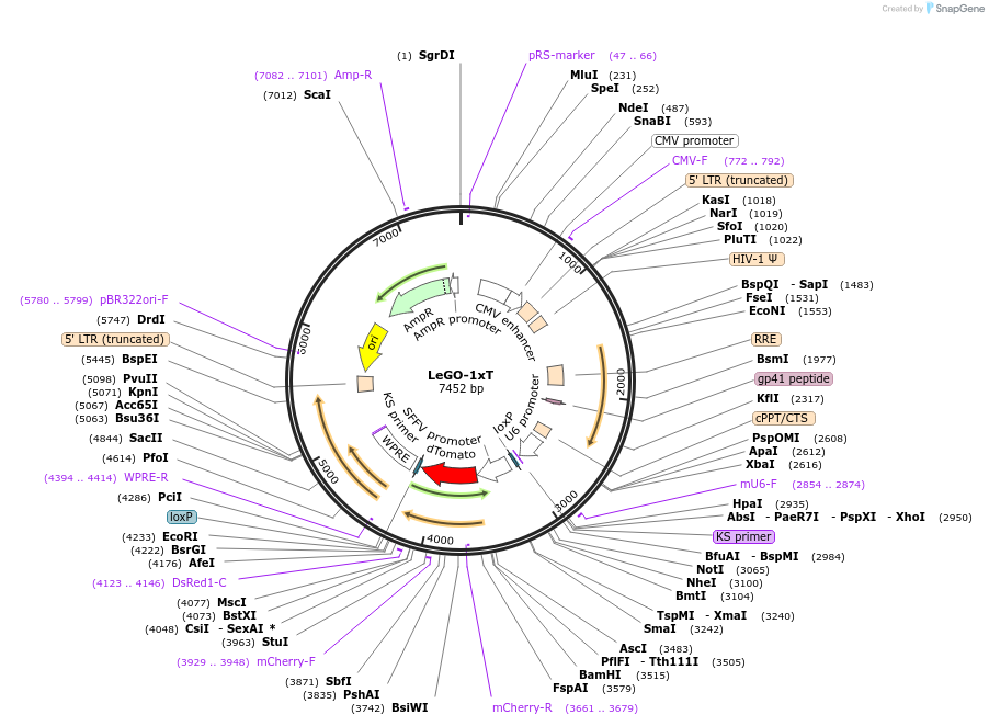27352-plasmid-map-sequence-id-12899
