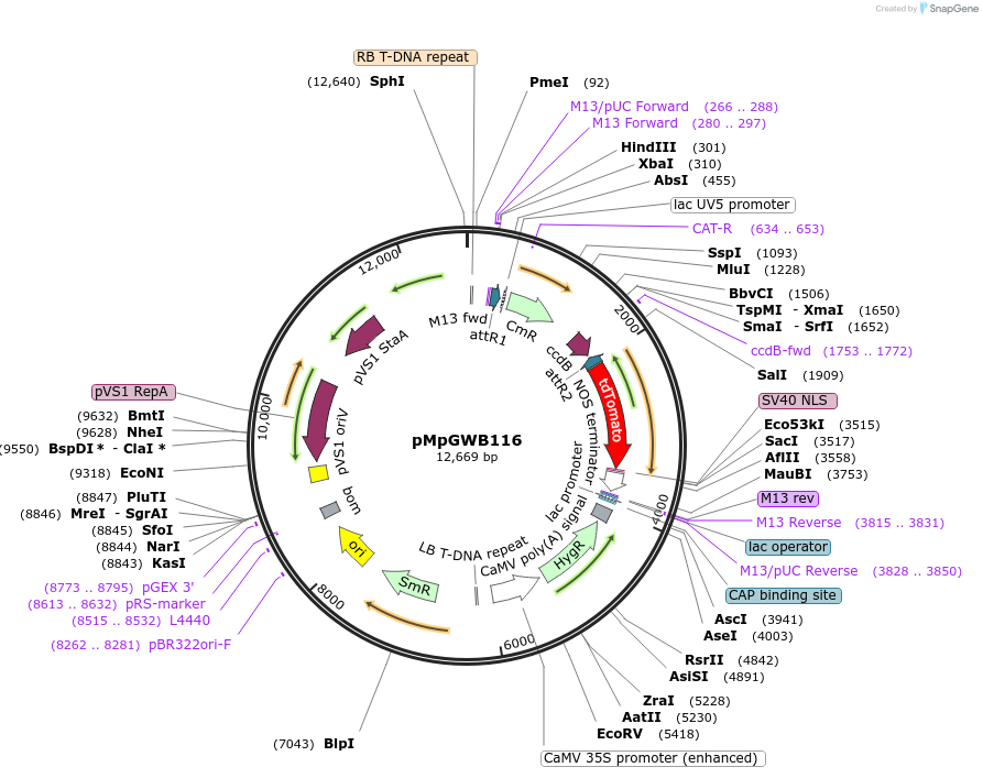 68570-plasmid-map-sequence-id-128992