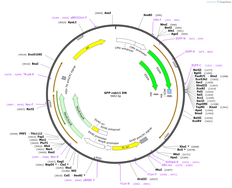 12678-plasmid-map-sequence-id-128994