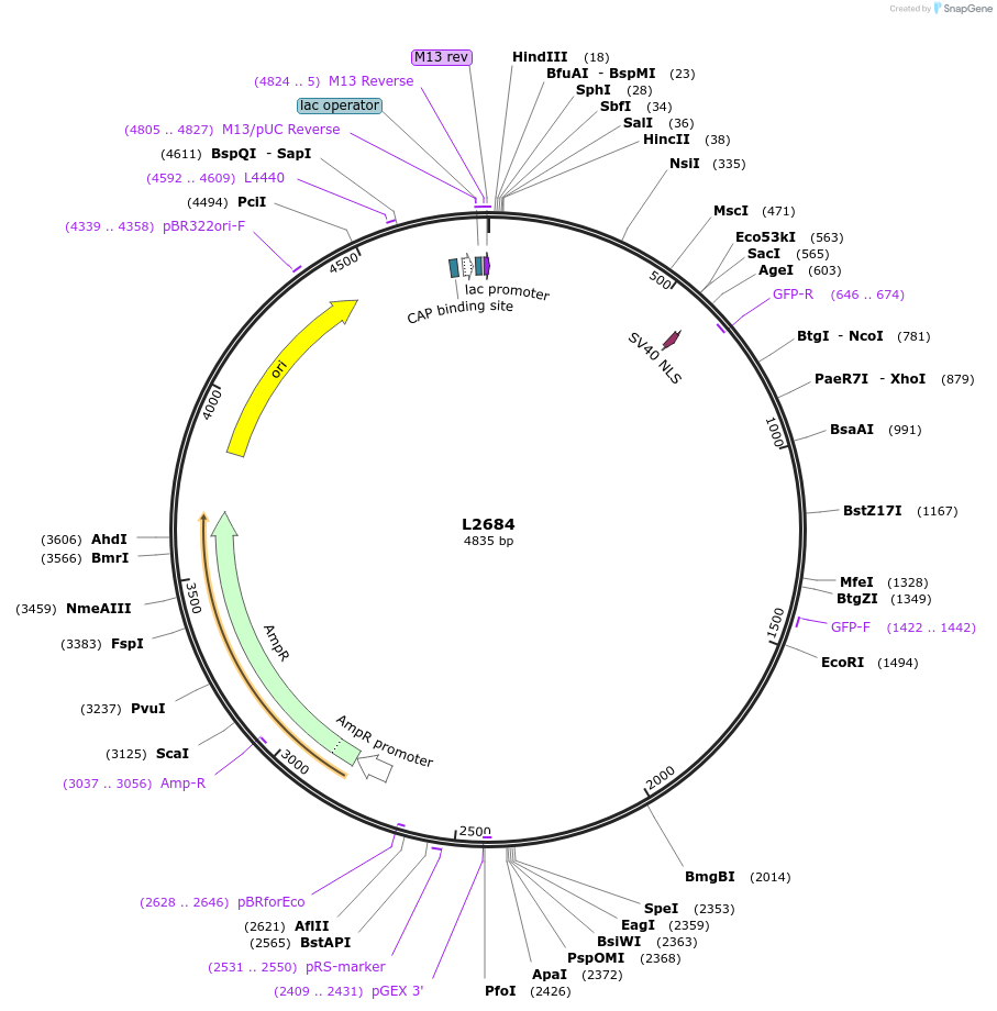 1519-plasmid-map-sequence-id-129