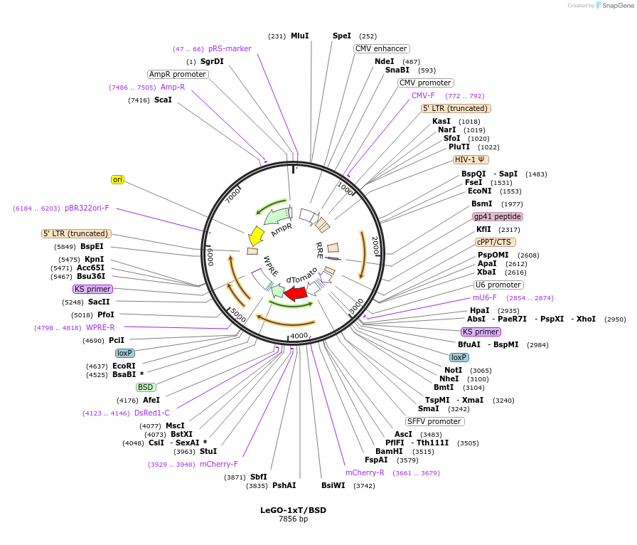 27353-plasmid-map-sequence-id-12900