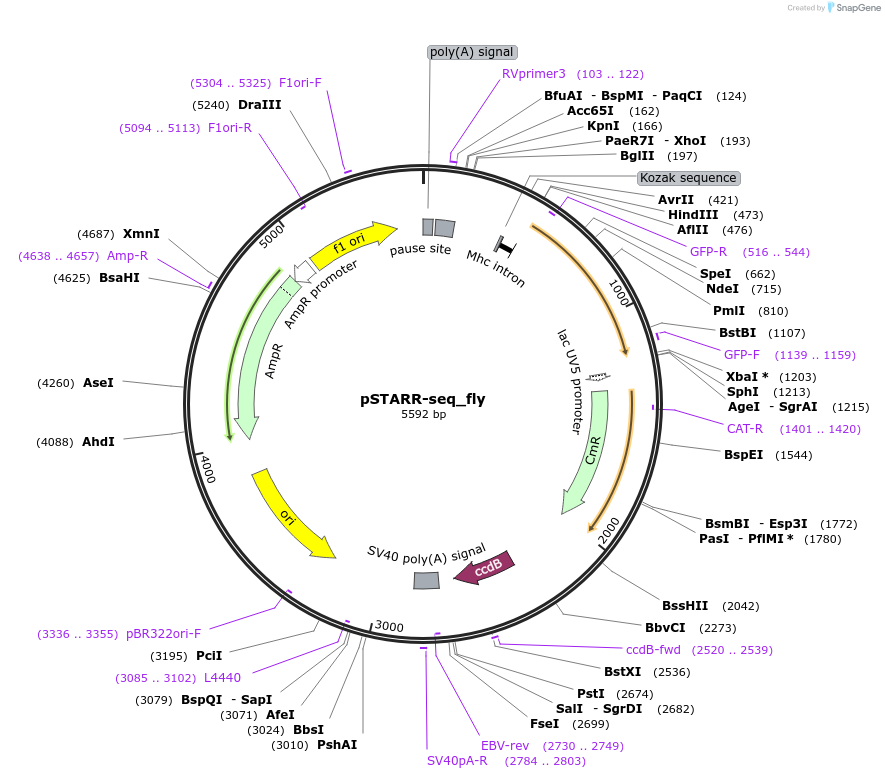 71499-plasmid-map-sequence-id-129001