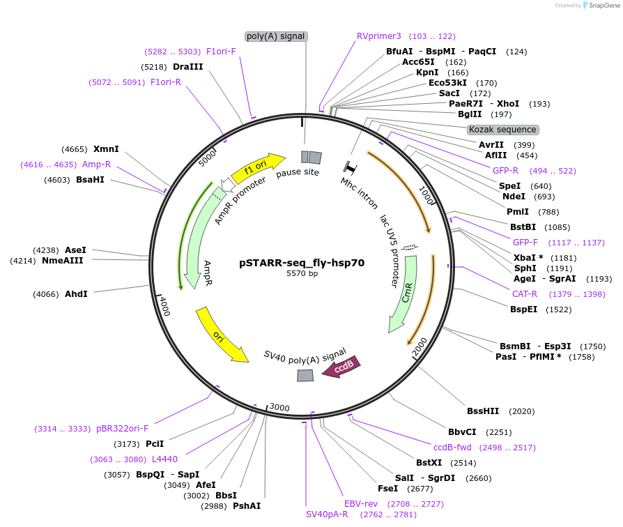 71500-plasmid-map-sequence-id-129002
