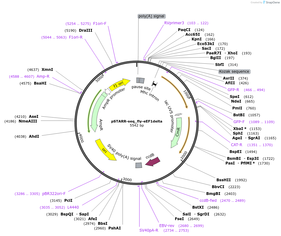 71501-plasmid-map-sequence-id-129003