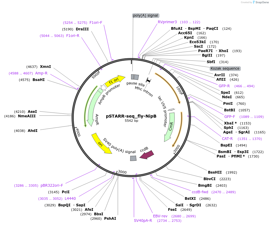 71502-plasmid-map-sequence-id-129004