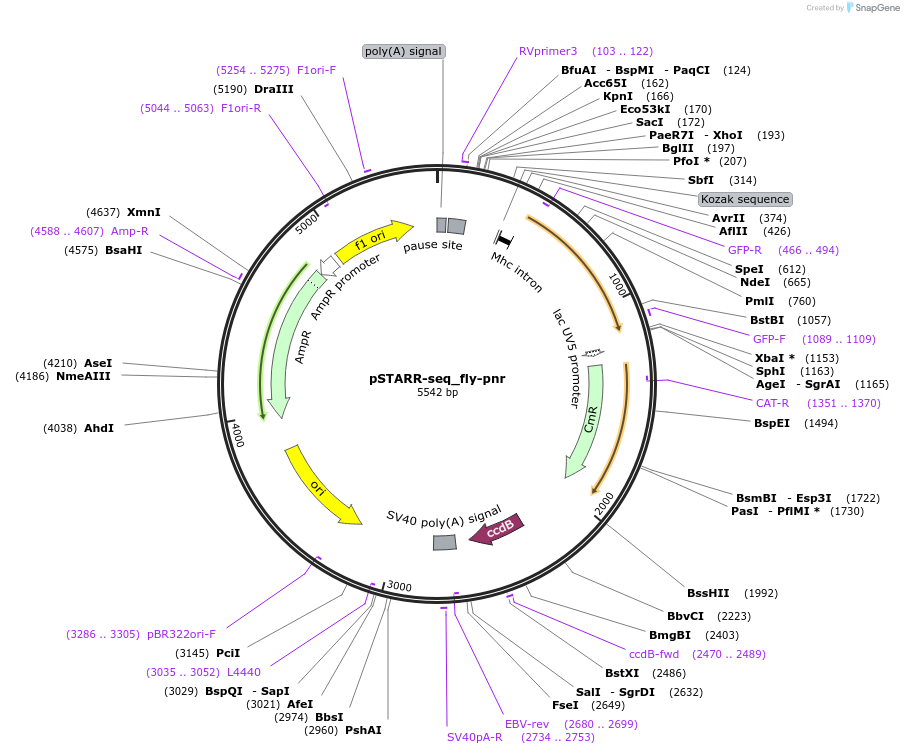 71503-plasmid-map-sequence-id-129005