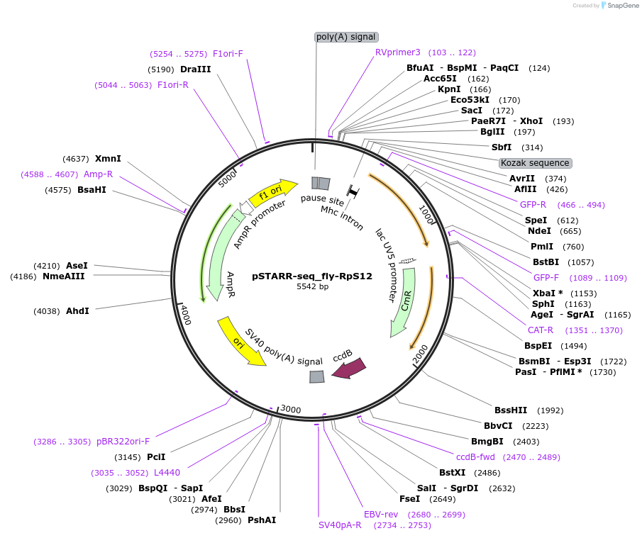 71504-plasmid-map-sequence-id-129006