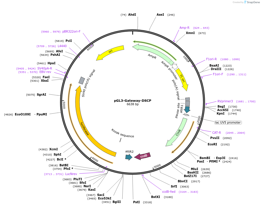 71506-plasmid-map-sequence-id-129008