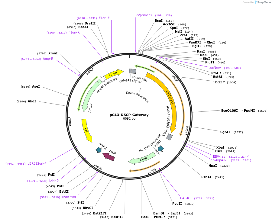 71507-plasmid-map-sequence-id-129009