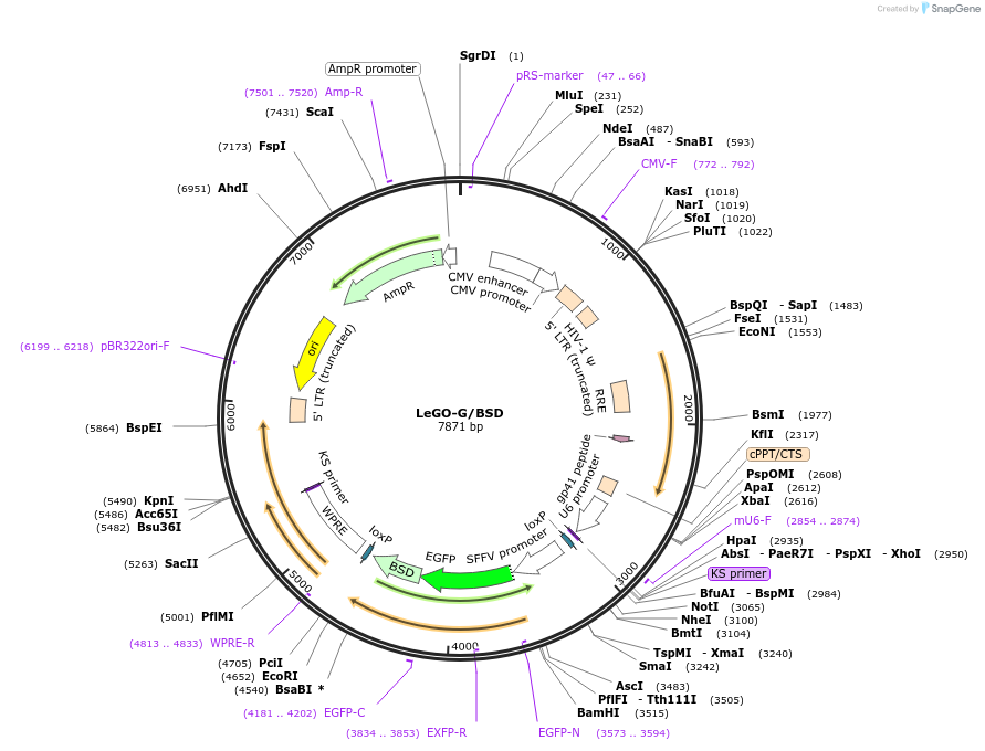 27354-plasmid-map-sequence-id-12901