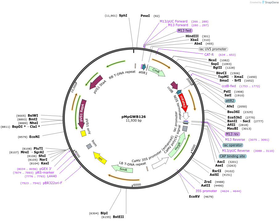 68580-plasmid-map-sequence-id-129018