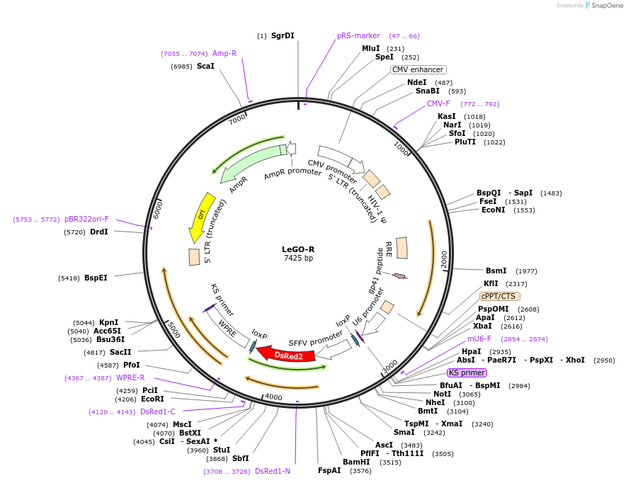 27355-plasmid-map-sequence-id-12902