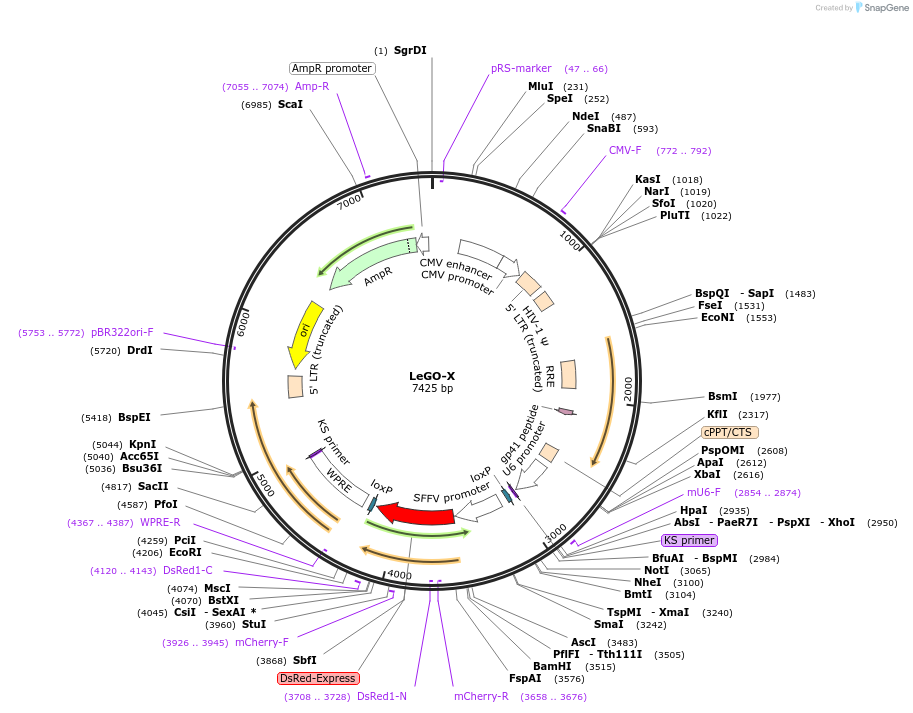 27356-plasmid-map-sequence-id-12903