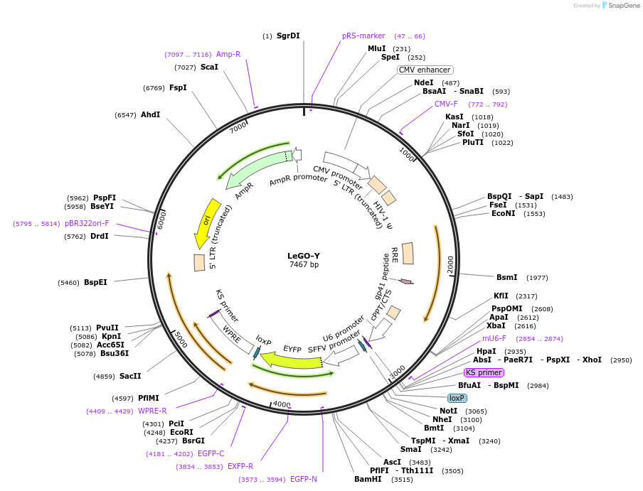27357-plasmid-map-sequence-id-12904