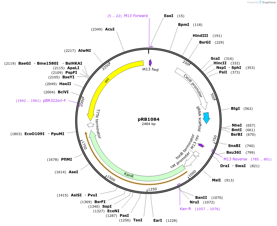 71516-plasmid-map-sequence-id-129049