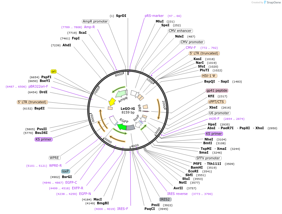 27358-plasmid-map-sequence-id-12905