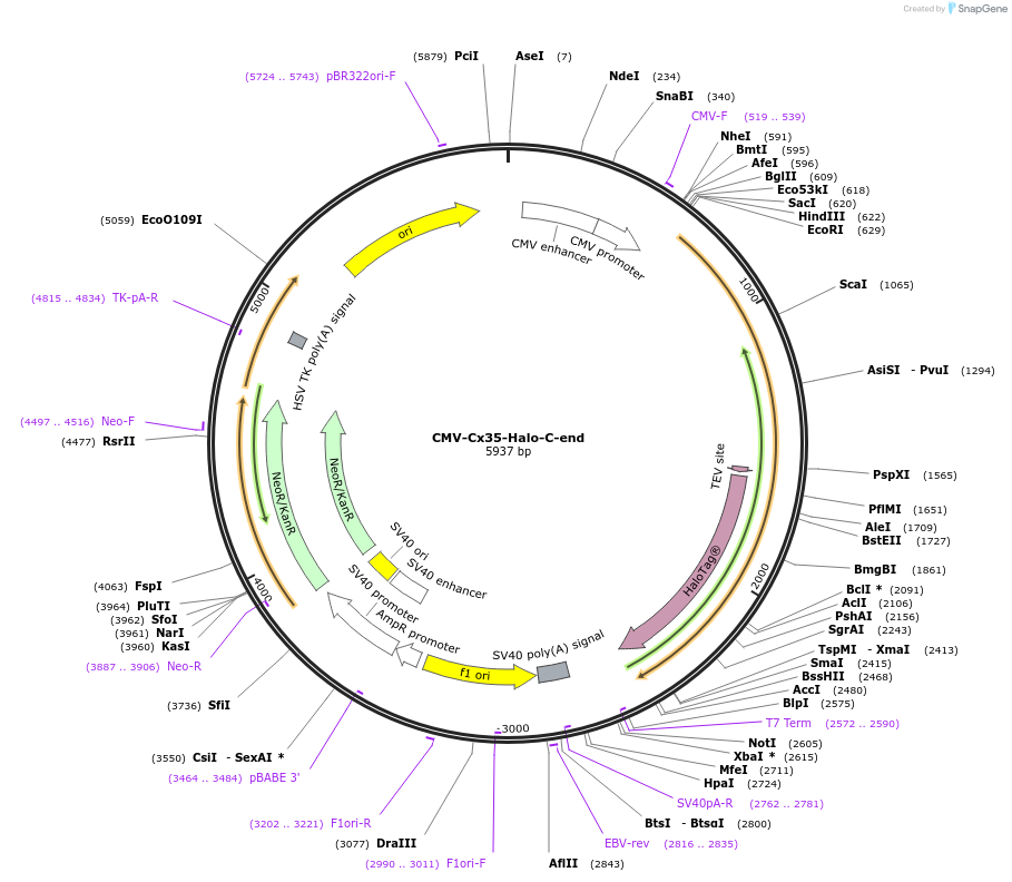 71512-plasmid-map-sequence-id-129058