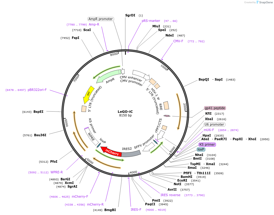 27362-plasmid-map-sequence-id-12909