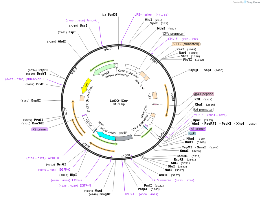 27363-plasmid-map-sequence-id-12910