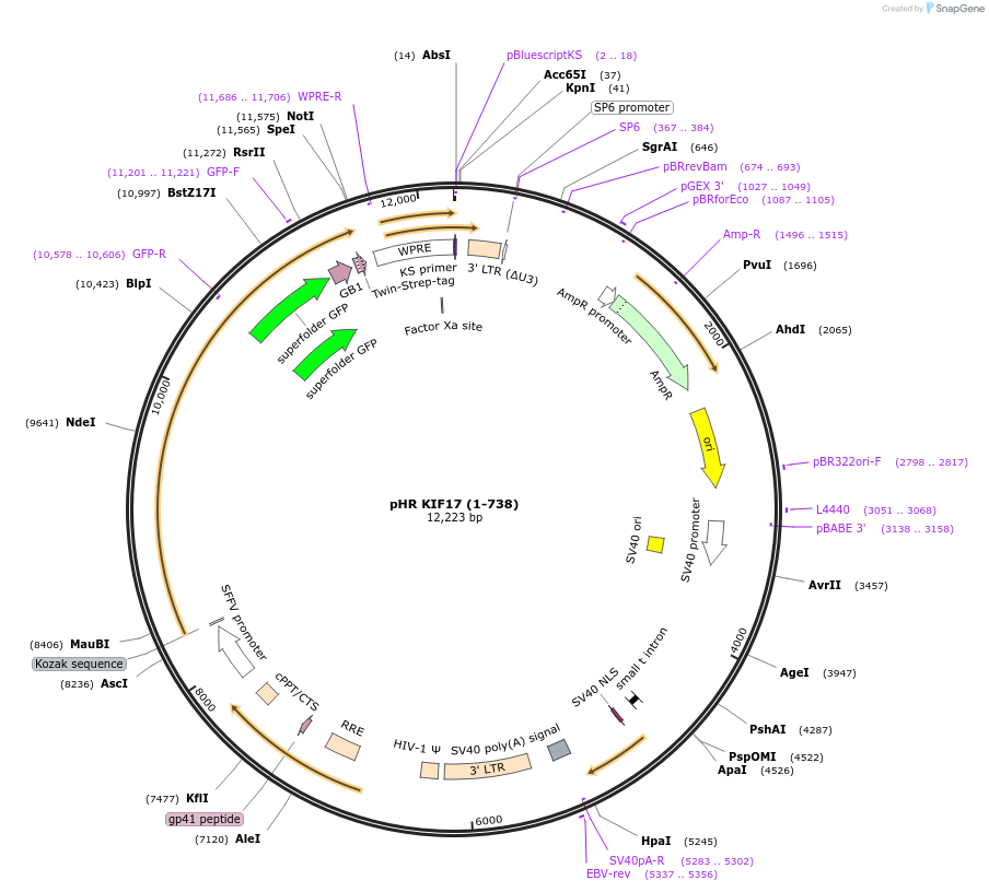 60406-plasmid-map-sequence-id-129117