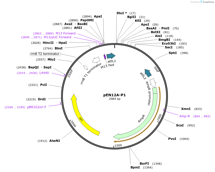 27366-plasmid-map-sequence-id-12913