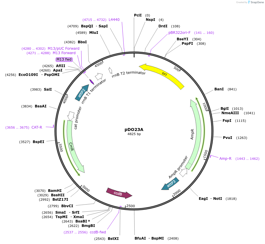 27367-plasmid-map-sequence-id-12914