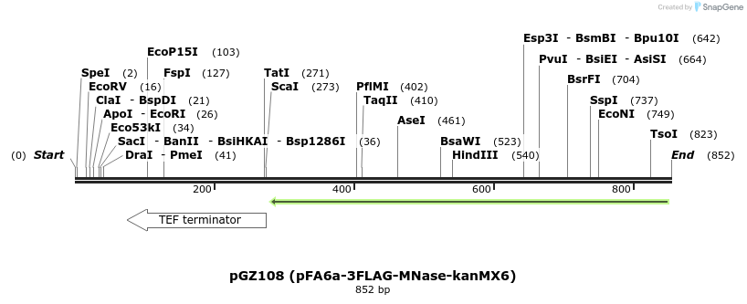 129161_map