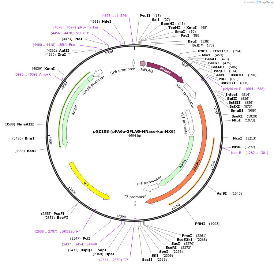 70231-plasmid-map-sequence-id-129162