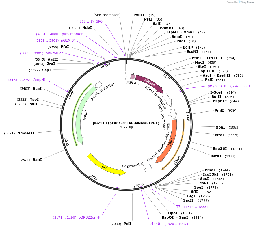 70233-plasmid-map-sequence-id-129168