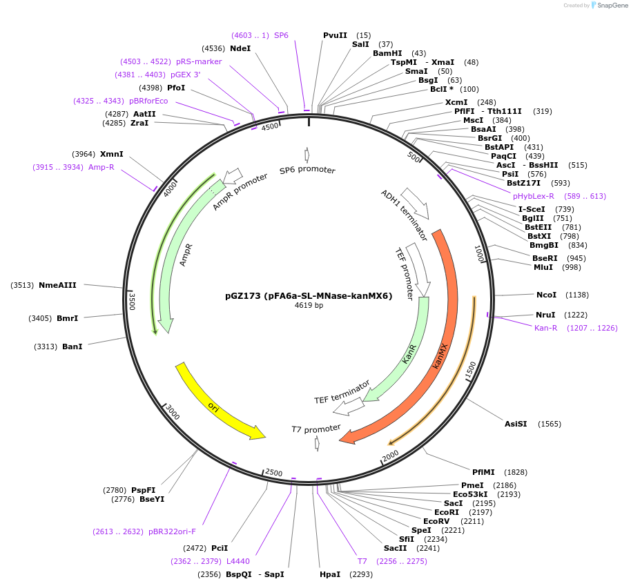 70234-plasmid-map-sequence-id-129170