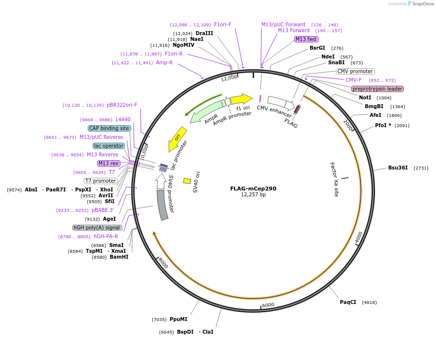 27381-plasmid-map-sequence-id-12919
