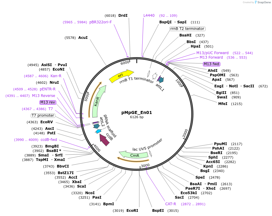 71534-plasmid-map-sequence-id-129196