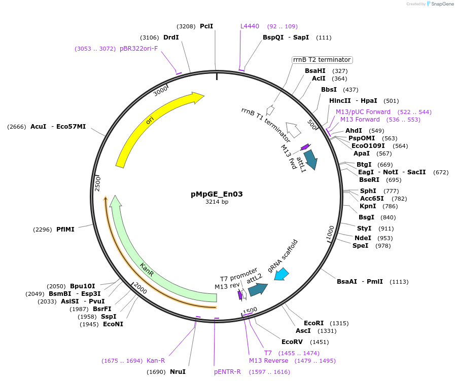 71535-plasmid-map-sequence-id-129197