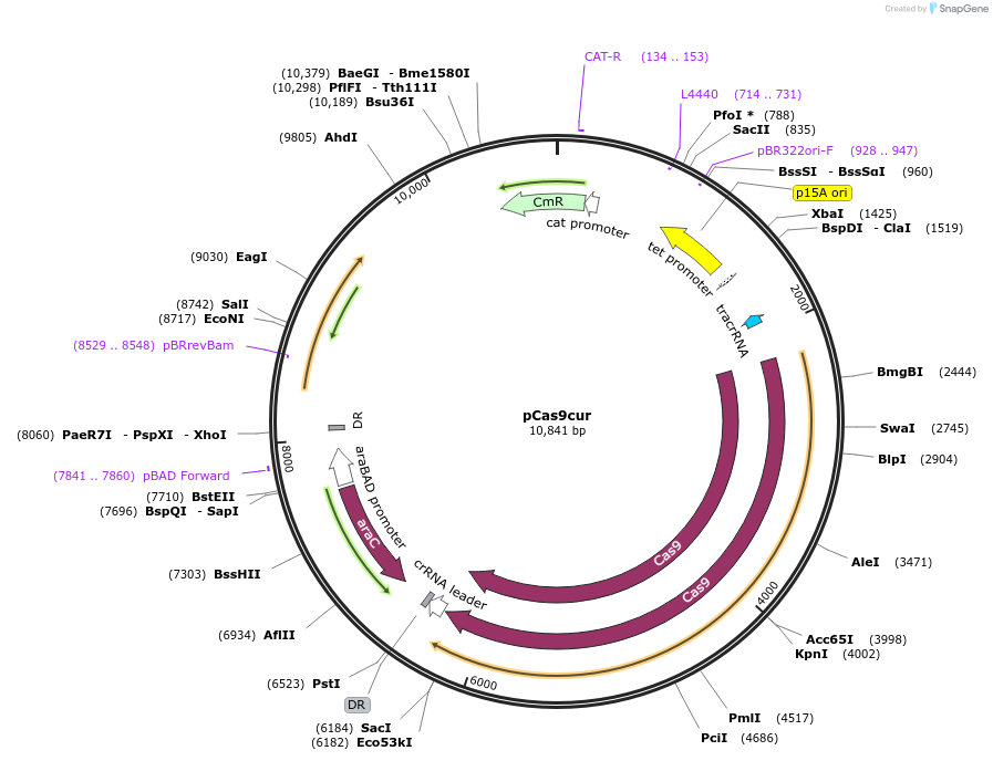 71538-plasmid-map-sequence-id-129198