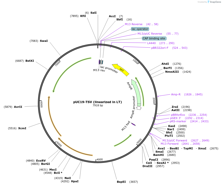 70033-plasmid-map-sequence-id-129217