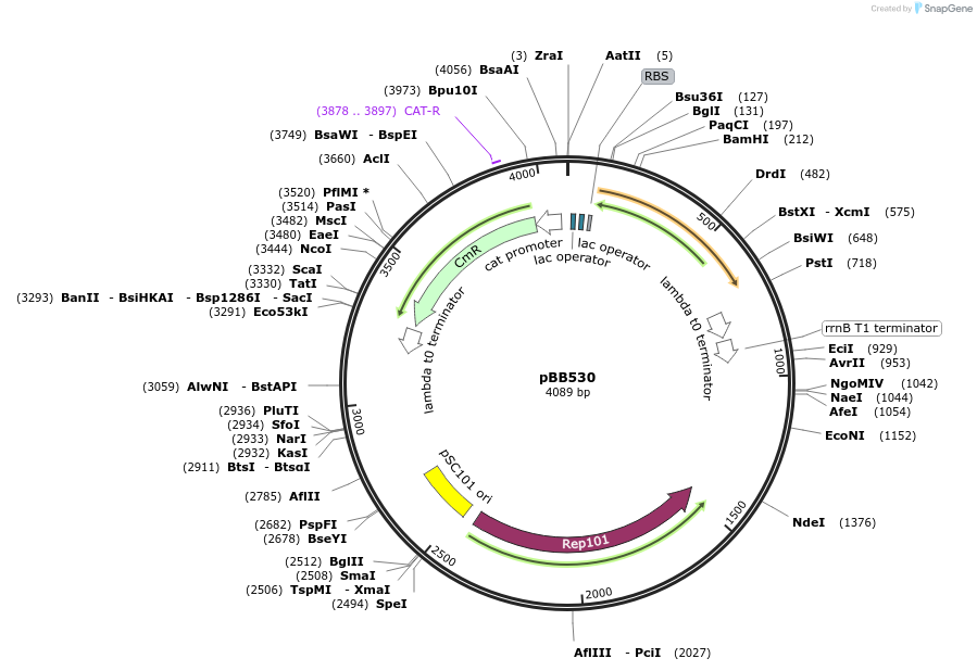 27391-plasmid-map-sequence-id-12923