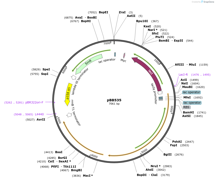 27392-plasmid-map-sequence-id-12924