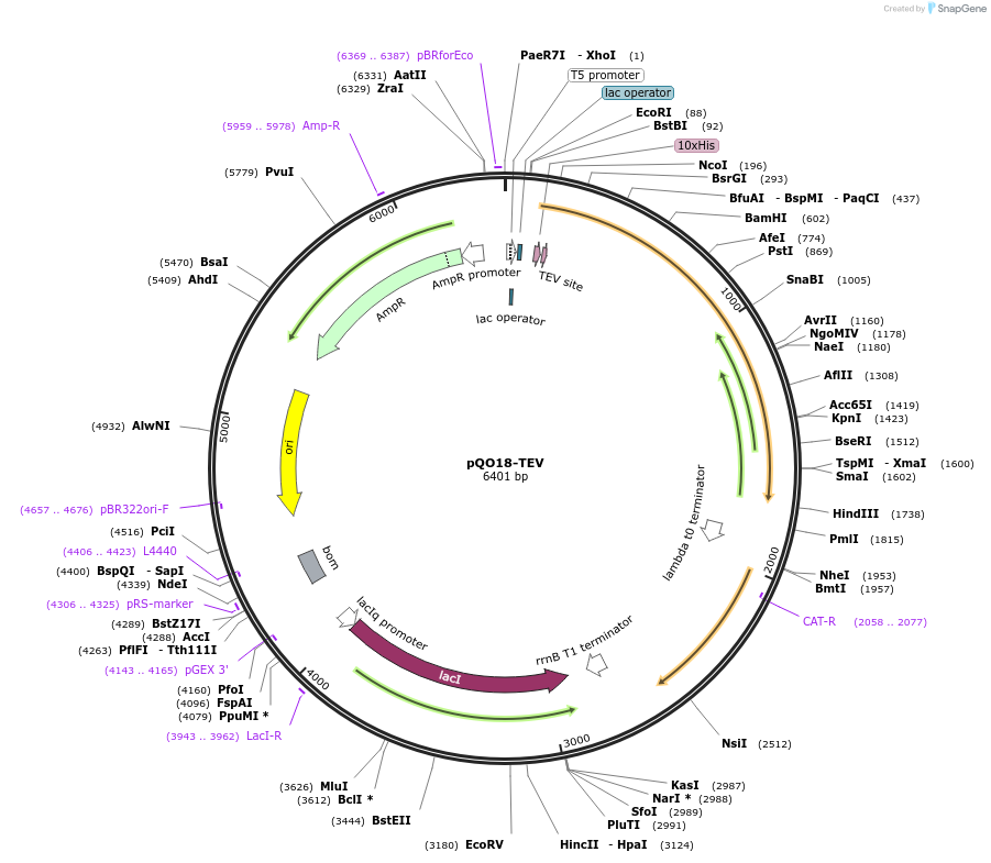 27399-plasmid-map-sequence-id-12931
