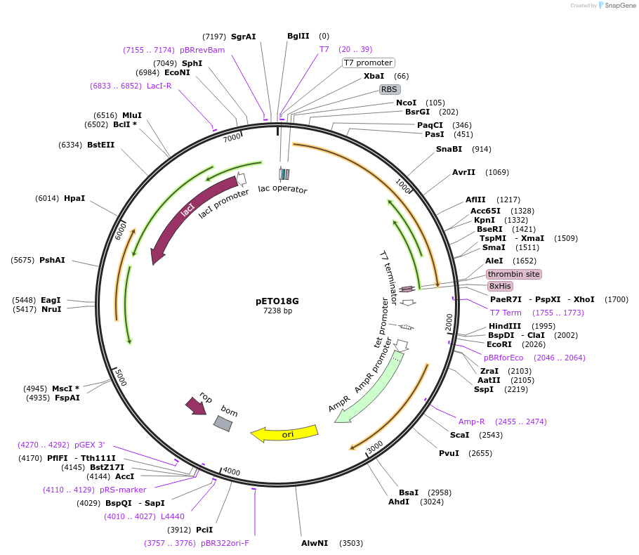 27401-plasmid-map-sequence-id-12933