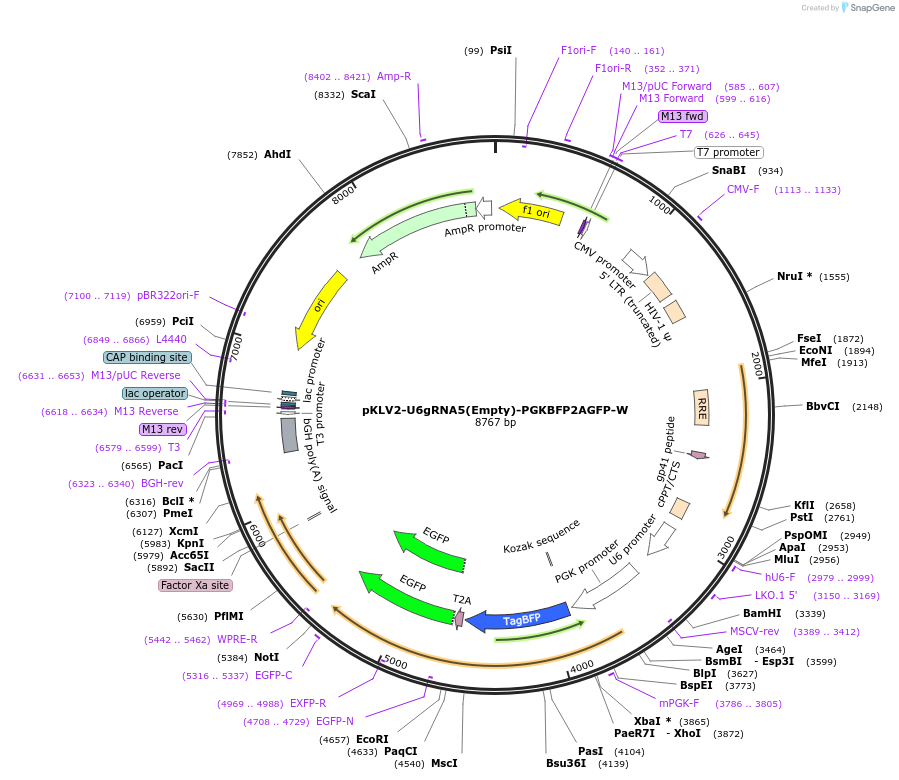 67979-plasmid-map-sequence-id-129400